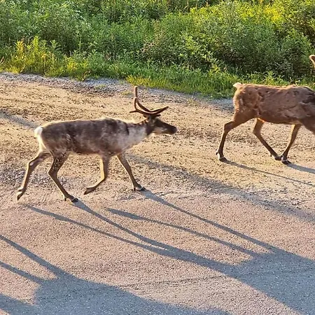 Aparthotel Senja Living